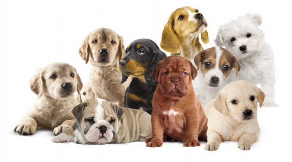 Festival Dog 2015, galà for our 4 legs friends