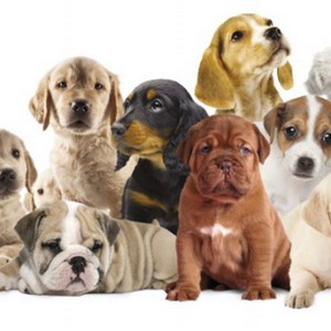 Festival Dog 2015, galà for our 4 legs friends