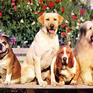 Festival Dog 2015, galà for our 4 legs friends