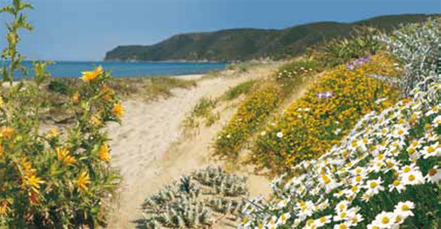 Circular in the dunes