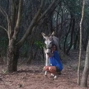 Forest Bathing alla Somareria dell'Elba