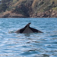 ÉTÉ À L'ÎLE D'ELBE : POUR LES ENFANTS UNE INCROYABLE AVENTURE À LA RECHERCHE DE BALEINES ET DE DAUPHINS