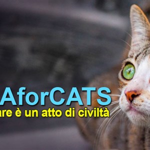 Kastration ist ein Akt der Zivilisation! ElbaMyLove unterstützt ELBAforCATS