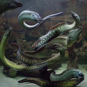 DAS ACQUARIO DELL'ELBA eröffnet die Saison mit vielen Initiativen