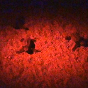 YESTERDAY NIGHT 50 TINY TURTLES ARE BORN ON THE BEACH OF MARINA DI CAMPO