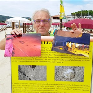 Die Schildkröten in Marina di Campo ... ein Jahr später.
