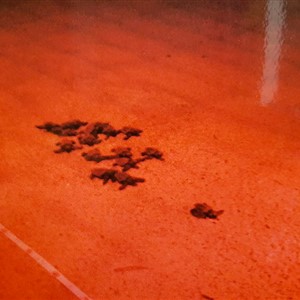 Die Schildkröten in Marina di Campo ... ein Jahr später.