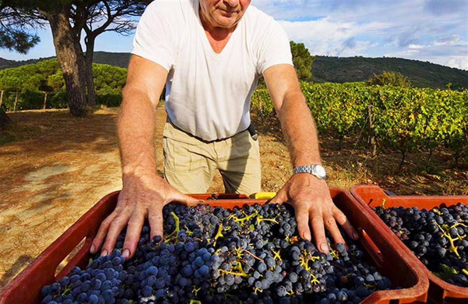 GRAPES and TERRITORY, between history and food and wine