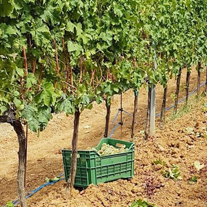 GRAPES and TERRITORY, between history and food and wine