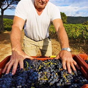GRAPES and TERRITORY, between history and food and wine