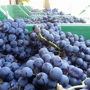 MONTEFABBRELLO with its fine wines at AUTOCHTONA 2019