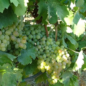 MONTEFABBRELLO with its fine wines at AUTOCHTONA 2019