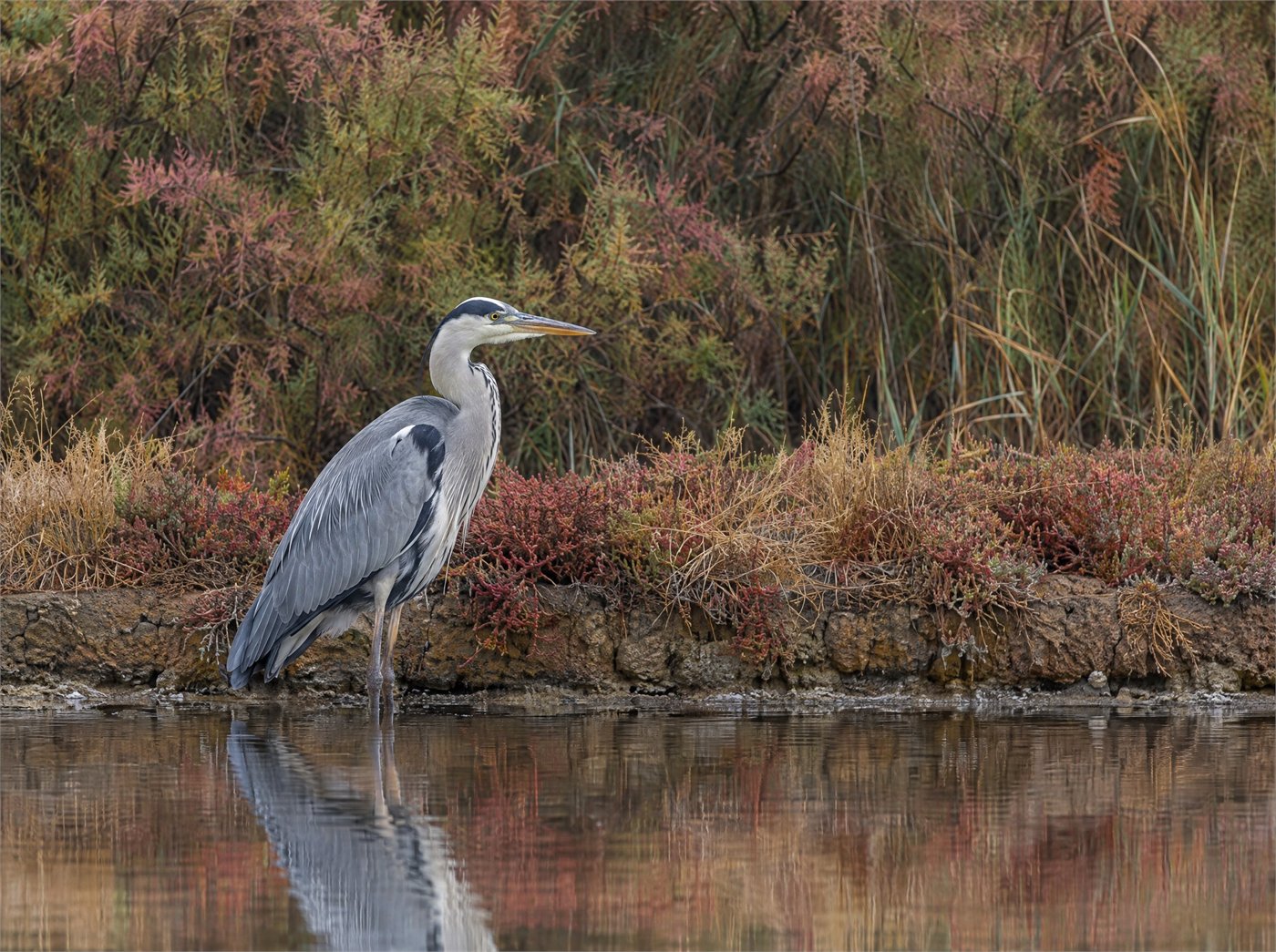 Birdwatching all'Isola d'Elba in autunno e inverno